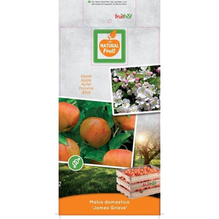 Äpple – Malus domestica 'James Grieve' - C7,5 175-225 CM Halfstem